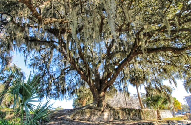 Wide angle view of tree